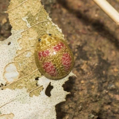 Paropsisterna fastidiosa (Eucalyptus leaf beetle) at Hawker, ACT - 5 Feb 2019 by AlisonMilton