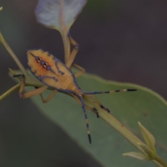 Amorbus sp. (genus) (Eucalyptus Tip bug) at Hawker, ACT - 5 Feb 2019 by Alison Milton