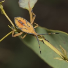 Amorbus sp. (genus) at Hawker, ACT - 5 Feb 2019 11:02 AM