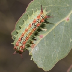 Doratifera quadriguttata and casta (Four-spotted Cup Moth) at The Pinnacle - 4 Feb 2019 by Alison Milton