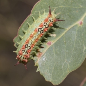 Doratifera quadriguttata and casta at Hawker, ACT - 5 Feb 2019