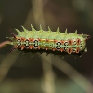 Doratifera quadriguttata and casta at Hawker, ACT - 5 Feb 2019 10:54 AM