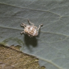 Cicadellidae (family) (Unidentified leafhopper) at The Pinnacle - 4 Feb 2019 by AlisonMilton