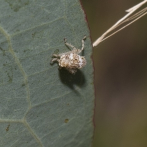 Cicadellidae (family) at Hawker, ACT - 5 Feb 2019