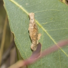 Psychidae (family) IMMATURE (Unidentified case moth or bagworm) at Hawker, ACT - 5 Feb 2019 by AlisonMilton