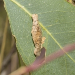 Psychidae (family) IMMATURE (Unidentified case moth or bagworm) at The Pinnacle - 4 Feb 2019 by Alison Milton