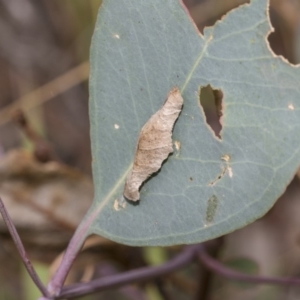 Psychidae (family) IMMATURE at Hawker, ACT - 5 Feb 2019