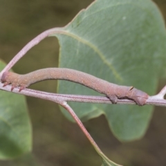 Geometridae (family) IMMATURE at Hawker, ACT - 5 Feb 2019 by AlisonMilton
