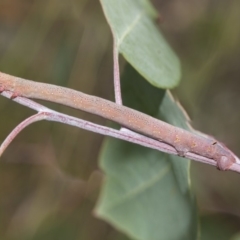 Geometridae (family) IMMATURE at Hawker, ACT - 5 Feb 2019