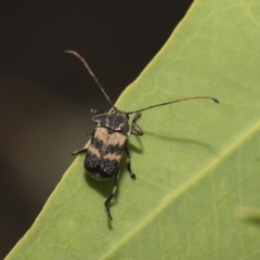 Cadmus (Cadmus) luctuosus (Leaf beetle) at Hawker, ACT - 5 Feb 2019 by AlisonMilton