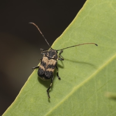 Cadmus (Cadmus) luctuosus (Leaf beetle) at The Pinnacle - 4 Feb 2019 by Alison Milton