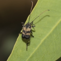 Cadmus (Cadmus) luctuosus at Hawker, ACT - 5 Feb 2019