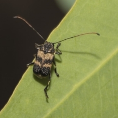 Cadmus (Cadmus) luctuosus at Hawker, ACT - 5 Feb 2019