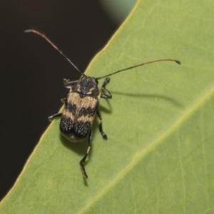 Cadmus (Cadmus) luctuosus at Hawker, ACT - 5 Feb 2019