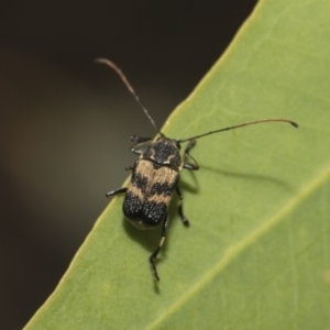 Cadmus (Cadmus) luctuosus at Hawker, ACT - 5 Feb 2019