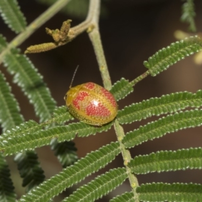 Paropsisterna fastidiosa (Eucalyptus leaf beetle) at The Pinnacle - 5 Feb 2019 by Alison Milton