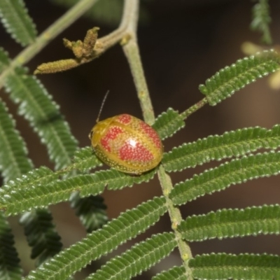 Paropsisterna fastidiosa (Eucalyptus leaf beetle) at Hawker, ACT - 5 Feb 2019 by Alison Milton