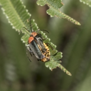 Chauliognathus tricolor at Hawker, ACT - 5 Feb 2019