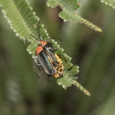 Chauliognathus tricolor (Tricolor soldier beetle) at The Pinnacle - 5 Feb 2019 by AlisonMilton