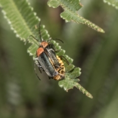 Chauliognathus tricolor (Tricolor soldier beetle) at Hawker, ACT - 5 Feb 2019 by AlisonMilton