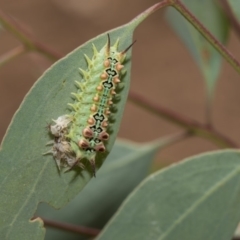 Doratifera quadriguttata and casta (Four-spotted Cup Moth) at The Pinnacle - 5 Feb 2019 by AlisonMilton