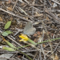 Zizina otis (Common Grass-Blue) at Hawker, ACT - 5 Feb 2019 by Alison Milton