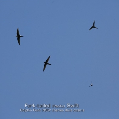 Apus pacificus (Pacific Swift) at Wairo Beach and Dolphin Point - 3 Feb 2019 by CharlesDove