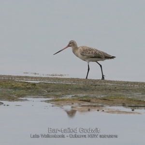 Limosa lapponica at Culburra Beach, NSW - 30 Jan 2019