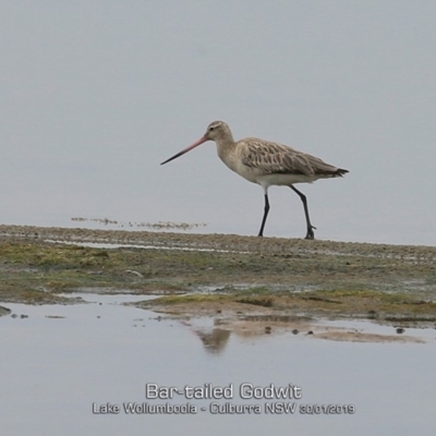 Limosa lapponica (Bar-tailed Godwit) at Jervis Bay National Park - 29 Jan 2019 by Charles Dove