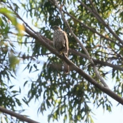 Tachyspiza fasciata at Burrill Lake, NSW - 29 Jan 2019