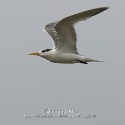 Thalasseus bergii (Crested Tern) at Culburra Beach, NSW - 29 Jan 2019 by Charles Dove