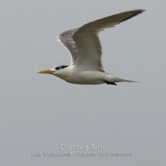 Thalasseus bergii (Crested Tern) at Jervis Bay National Park - 29 Jan 2019 by Charles Dove