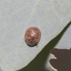 Trachymela sp. (genus) (Brown button beetle) at The Pinnacle - 5 Feb 2019 by AlisonMilton