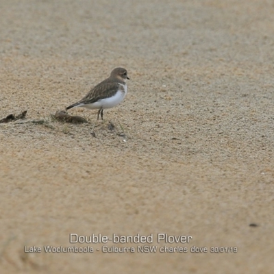 Anarhynchus bicinctus (Double-banded Plover) at Culburra Beach, NSW - 29 Jan 2019 by Charles Dove