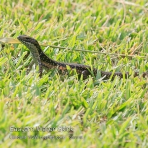 Eulamprus quoyii at Ulladulla, NSW - 29 Jan 2019