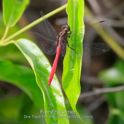 Orthetrum villosovittatum (Fiery Skimmer) at Ulladulla Reserves Bushcare - 28 Jan 2019 by Charles Dove