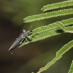 Rhinotia sp. (genus) (Unidentified Rhinotia weevil) at The Pinnacle - 5 Feb 2019 by Alison Milton