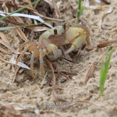 Ocypode cordimana (Smooth-Handed Ghost Crab) at Orient Point, NSW - 29 Jan 2019 by Charles Dove