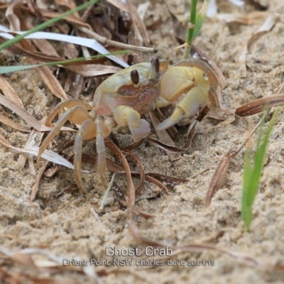 Ocypode cordimana (Smooth-Handed Ghost Crab) at Orient Point, NSW - 29 Jan 2019 by Charles Dove