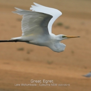 Ardea alba at Culburra Beach, NSW - 30 Jan 2019 12:00 AM