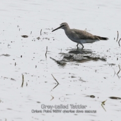 Tringa brevipes (Grey-tailed Tattler) at Orient Point, NSW - 30 Jan 2019 by CharlesDove