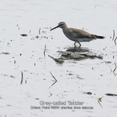Tringa brevipes (Grey-tailed Tattler) at Orient Point, NSW - 29 Jan 2019 by Charles Dove