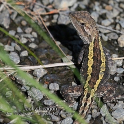 Amphibolurus muricatus (Jacky Lizard) at Ulladulla, NSW - 28 Jan 2019 by CharlesDove