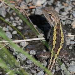 Amphibolurus muricatus (Jacky Lizard) at Ulladulla Reserves Bushcare - 28 Jan 2019 by CharlesDove