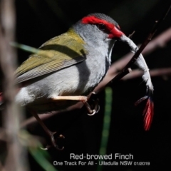 Neochmia temporalis (Red-browed Finch) at One Track For All - 28 Jan 2019 by CharlesDove