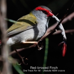 Neochmia temporalis (Red-browed Finch) at Ulladulla Reserves Bushcare - 29 Jan 2019 by CharlesDove