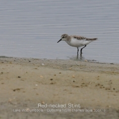 Calidris ruficollis (Red-necked Stint) at Culburra Beach, NSW - 30 Jan 2019 by CharlesDove