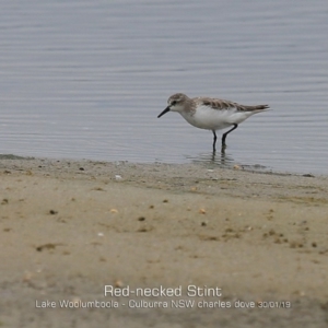 Calidris ruficollis at Culburra Beach, NSW - 30 Jan 2019