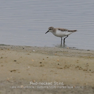 Calidris ruficollis (Red-necked Stint) at Culburra Beach, NSW - 29 Jan 2019 by Charles Dove