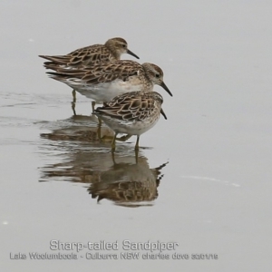 Calidris acuminata at Culburra Beach, NSW - 30 Jan 2019